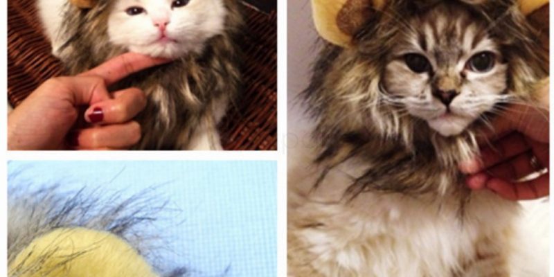 Cute Fancy Dress Cat Lion Mane with Ears – $ 3.99